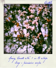 Spring Concerto, polaroid by Cristina Schek (1)